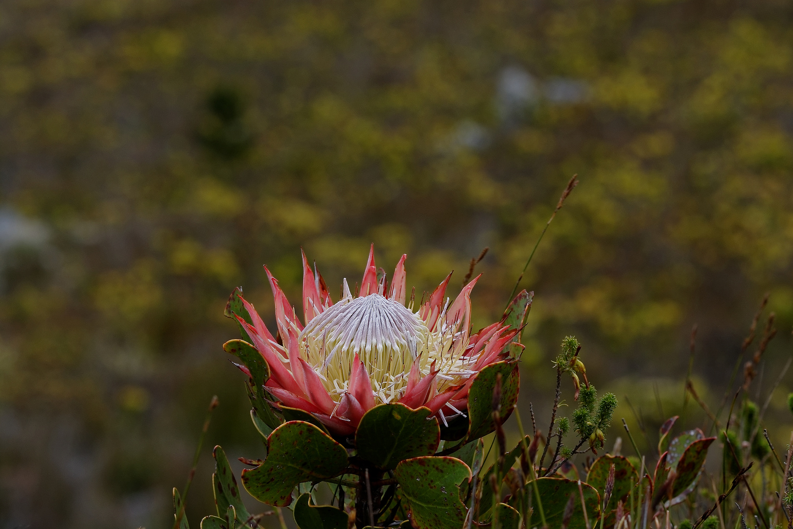 Blühende Protea