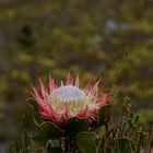 Blühende Protea