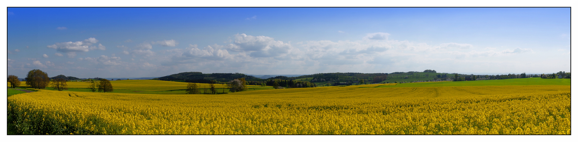 Blühende Rapsfelder