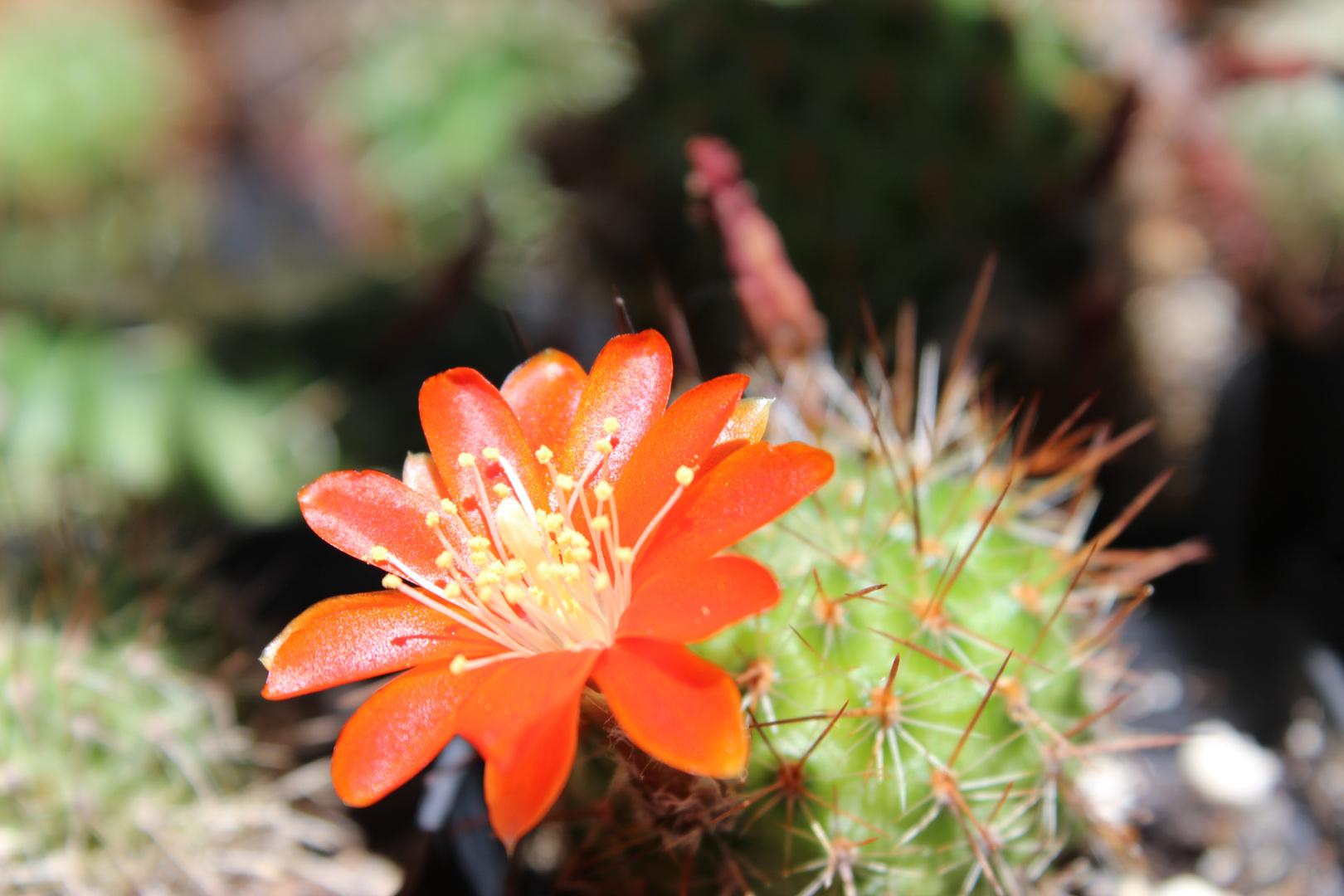 blühende Rebutia