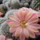 Blühende Rebutia hoffmannii