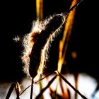 blühende Rohrkolben - blooming reed/cattail