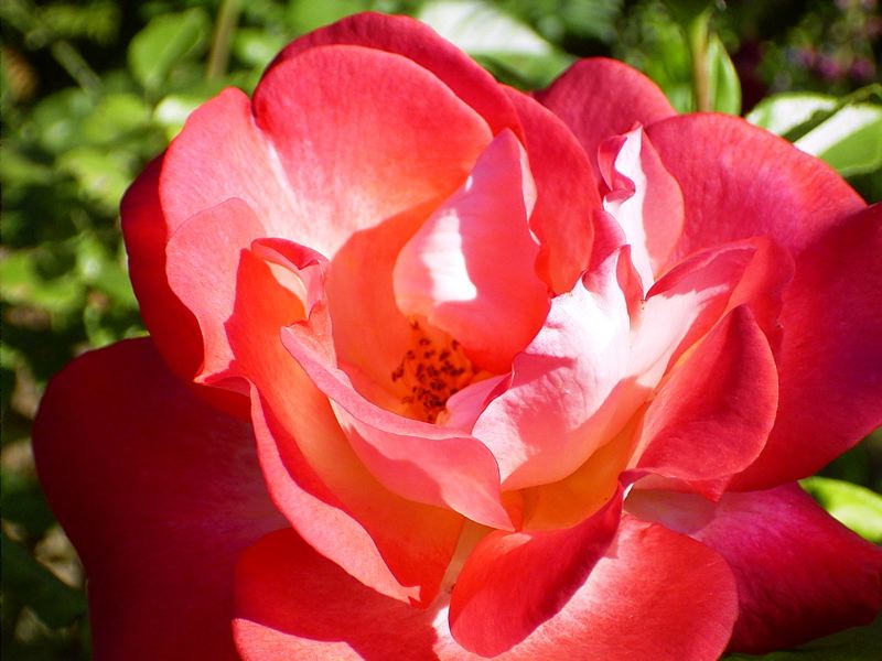 Blühende Rose