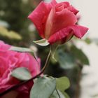 Blühende Rose