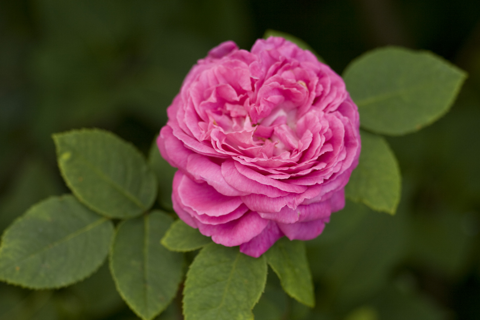 Blühende Rose