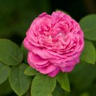 Blühende Rose