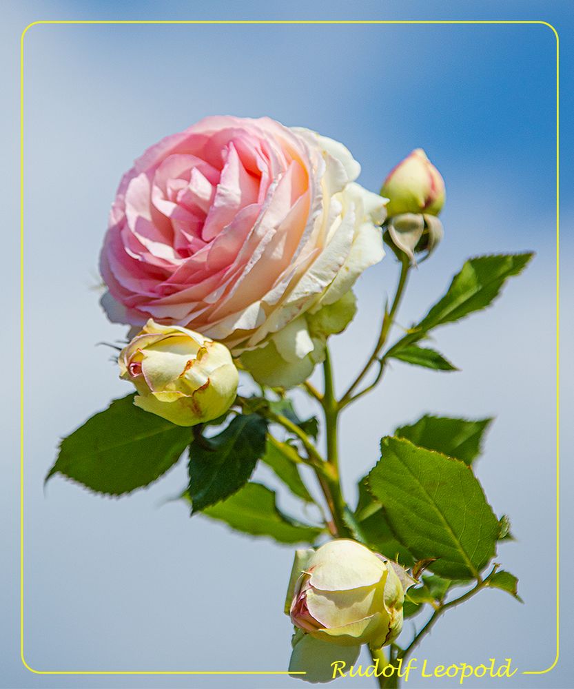 blühende Rose Foto & Bild | pflanzen, pilze & flechten, blüten- & kleinpflanzen, rosen Bilder ...