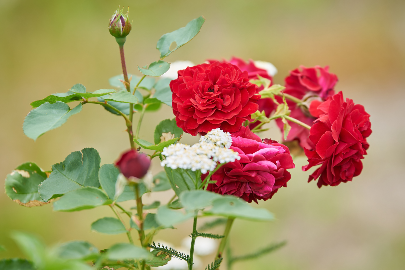 blühende Rose / Flowering rose