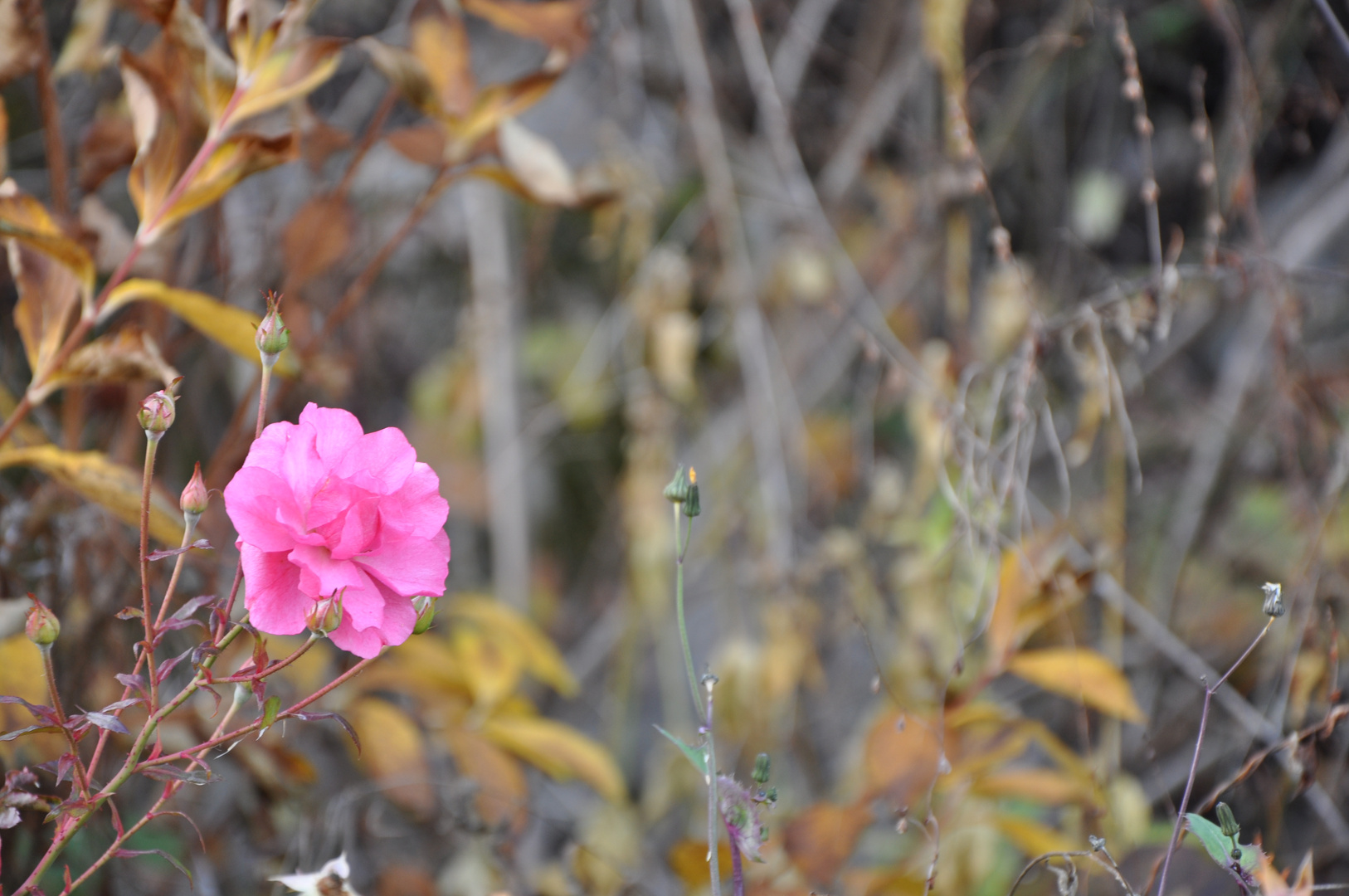 Blühende Rose im November