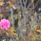 Blühende Rose im November