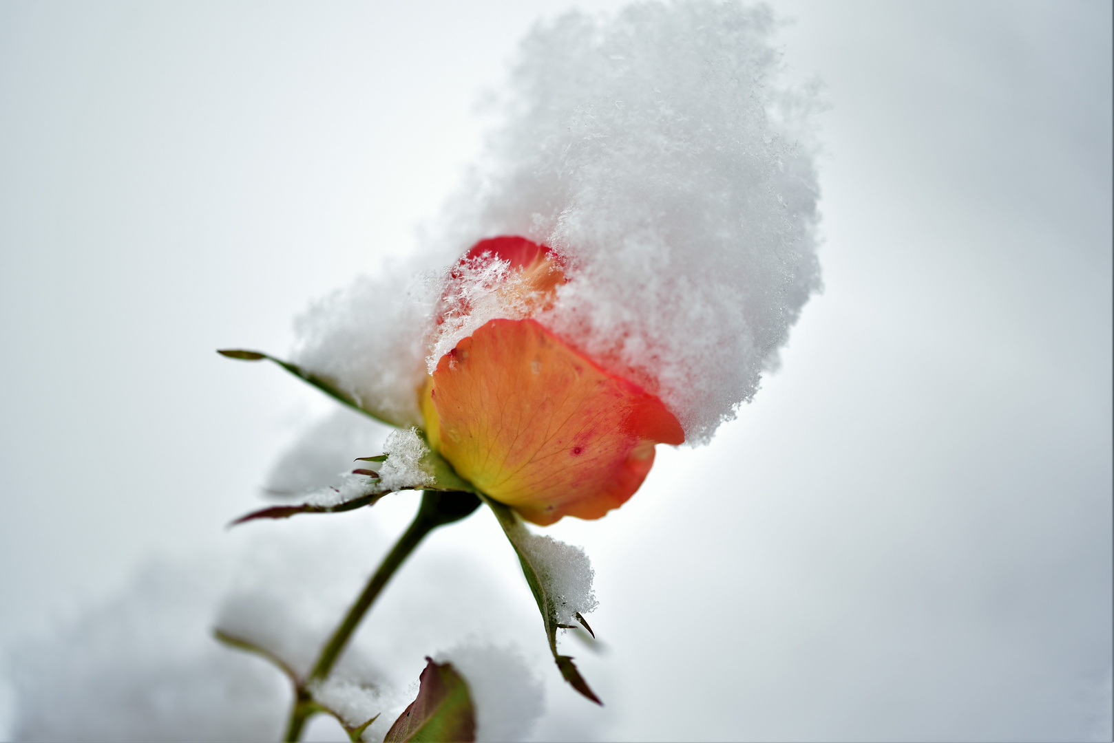 Blühende Rose im Winter mit einer Schneehaube