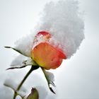 Blühende Rose im Winter mit einer Schneehaube