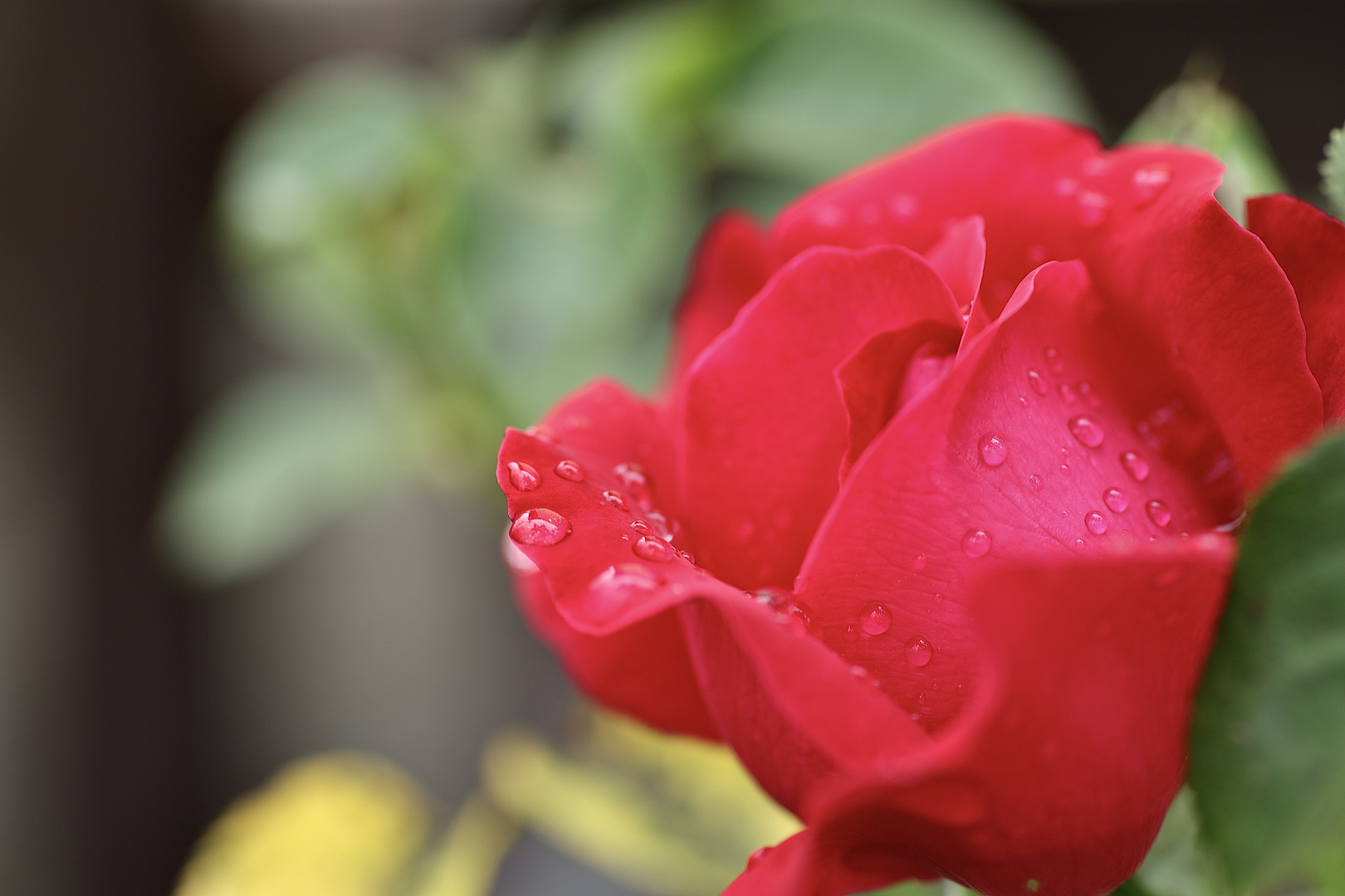 blühende Rose nach einem Regenguss