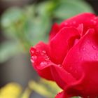 blühende Rose nach einem Regenguss