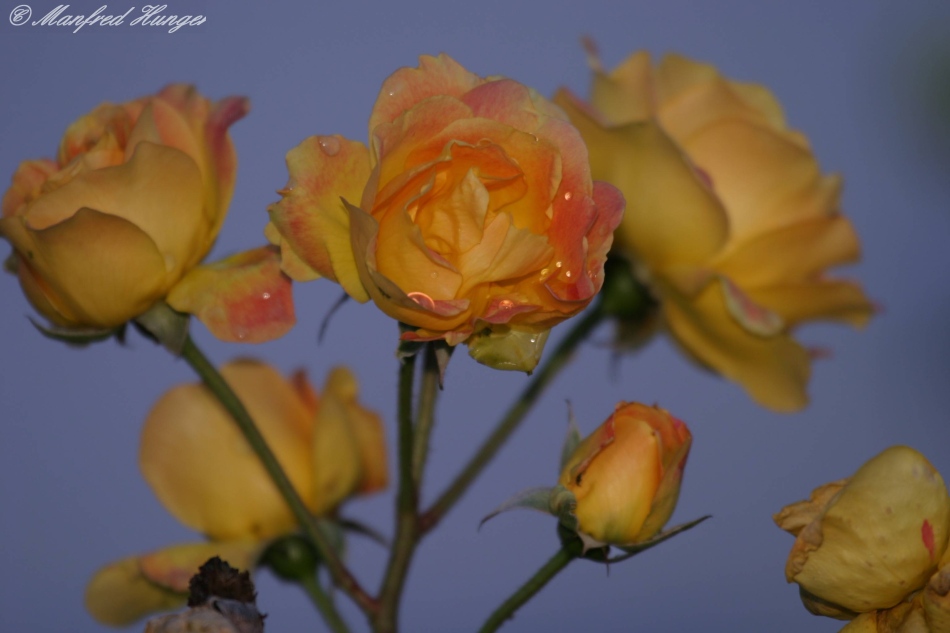 Blühende Rosen am 29. Dezember