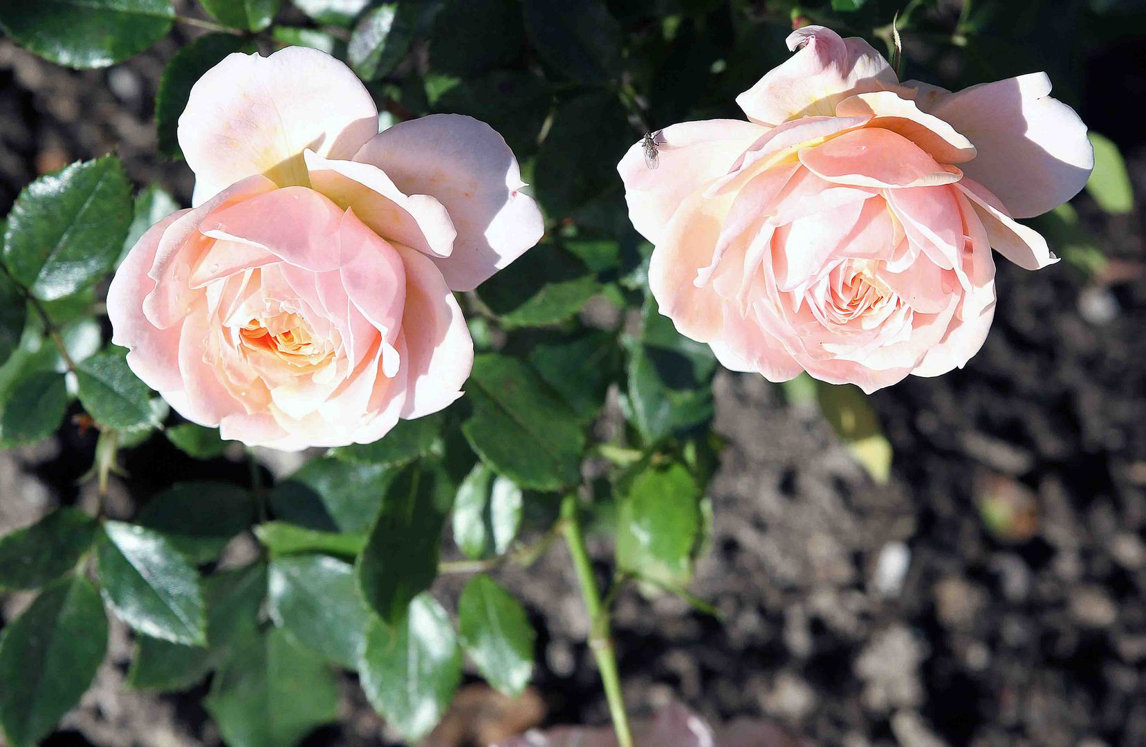 Blühende Rosen vor dem Sonnenuntergang