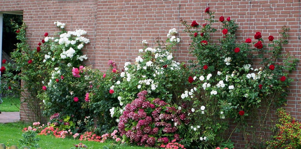 Blühende Rosengärten