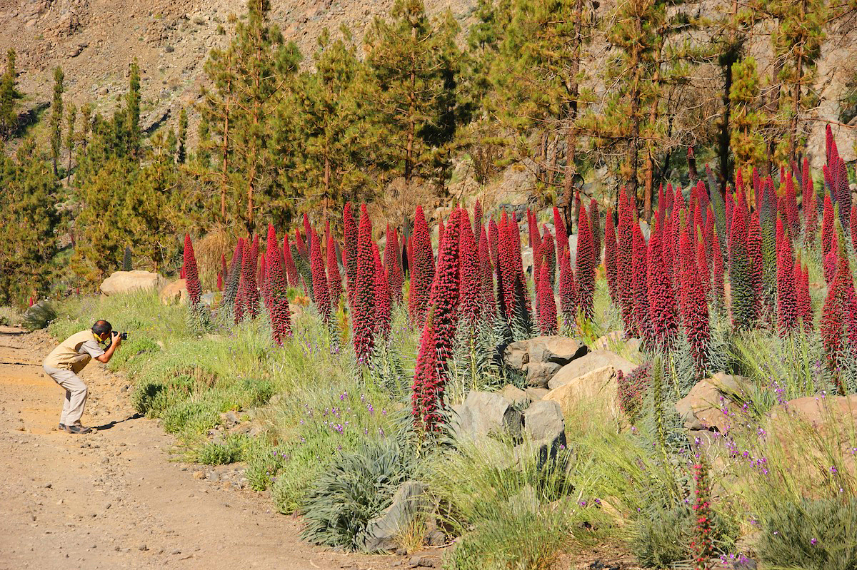 Blühende rote Tajinasten 2014