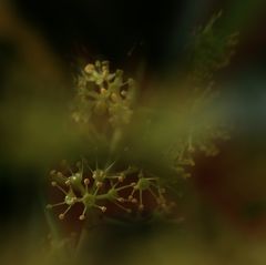 Blühende Schefflera