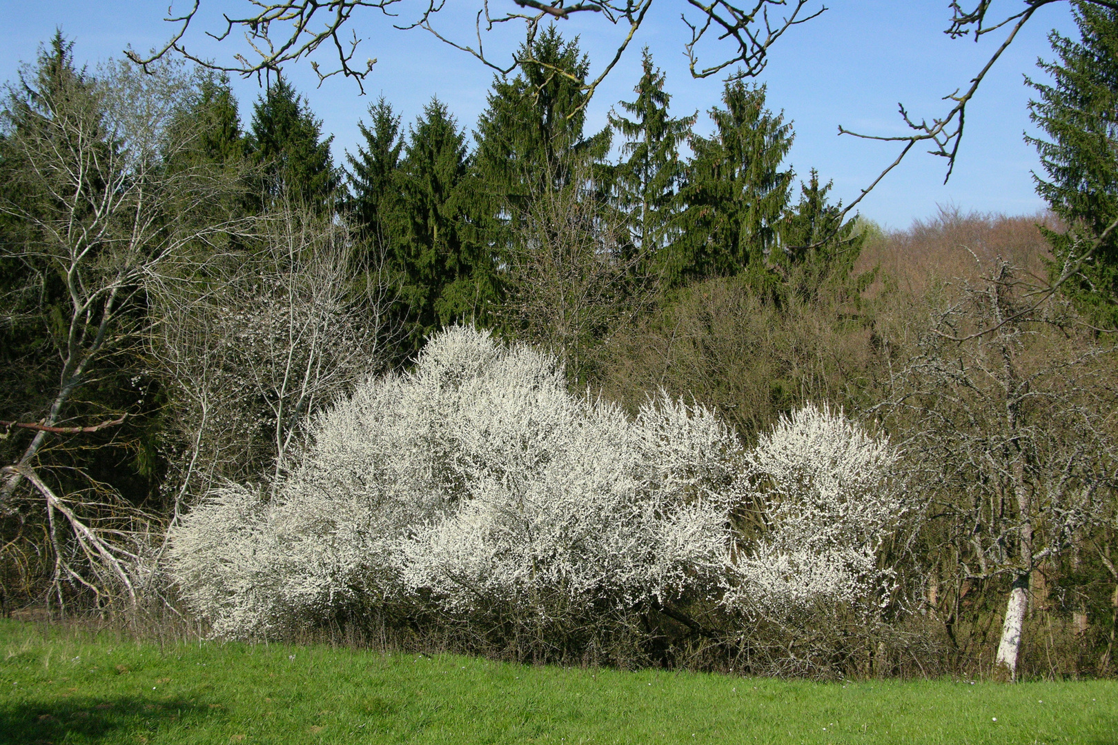 Blühende Schlehenbüsche am Waldrand