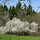 Blühende Schlehenbüsche am Waldrand