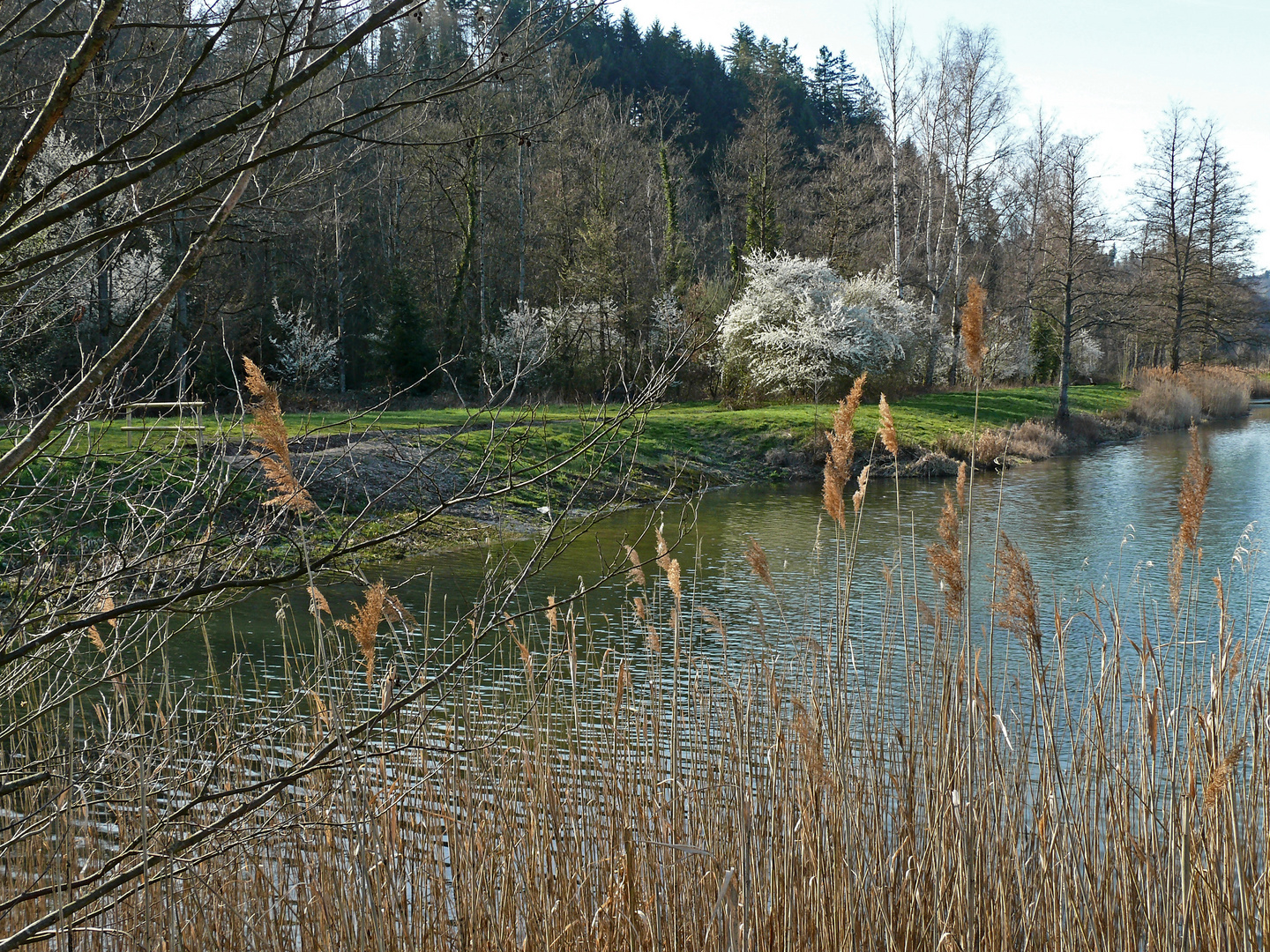 Blühende Schlehenbüsche am Waldsee