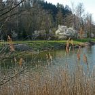 Blühende Schlehenbüsche am Waldsee