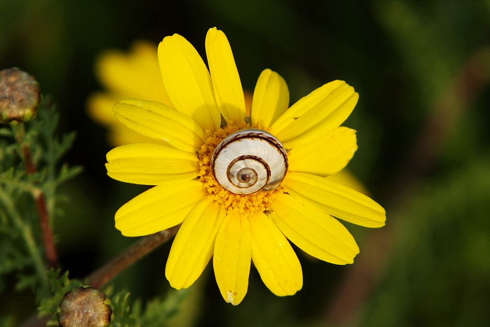 blühende Schnecke