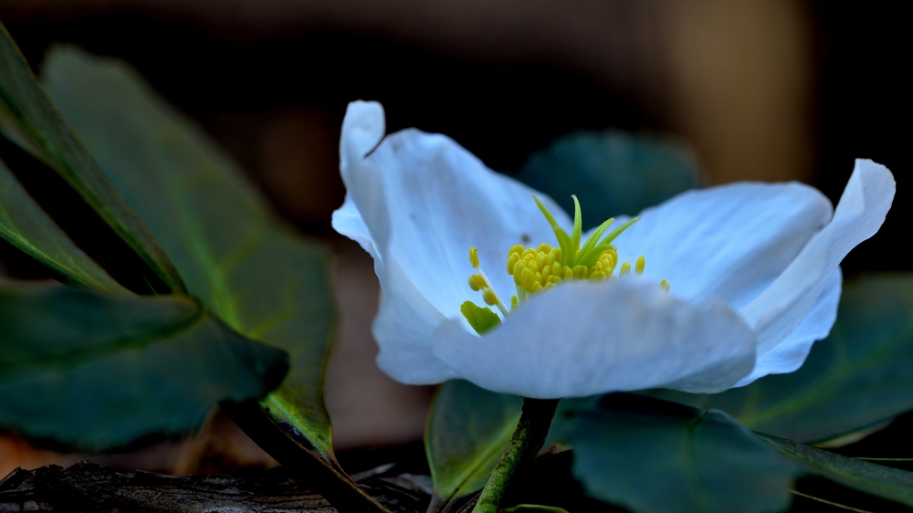 blühende Schneerose