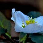 blühende Schneerose