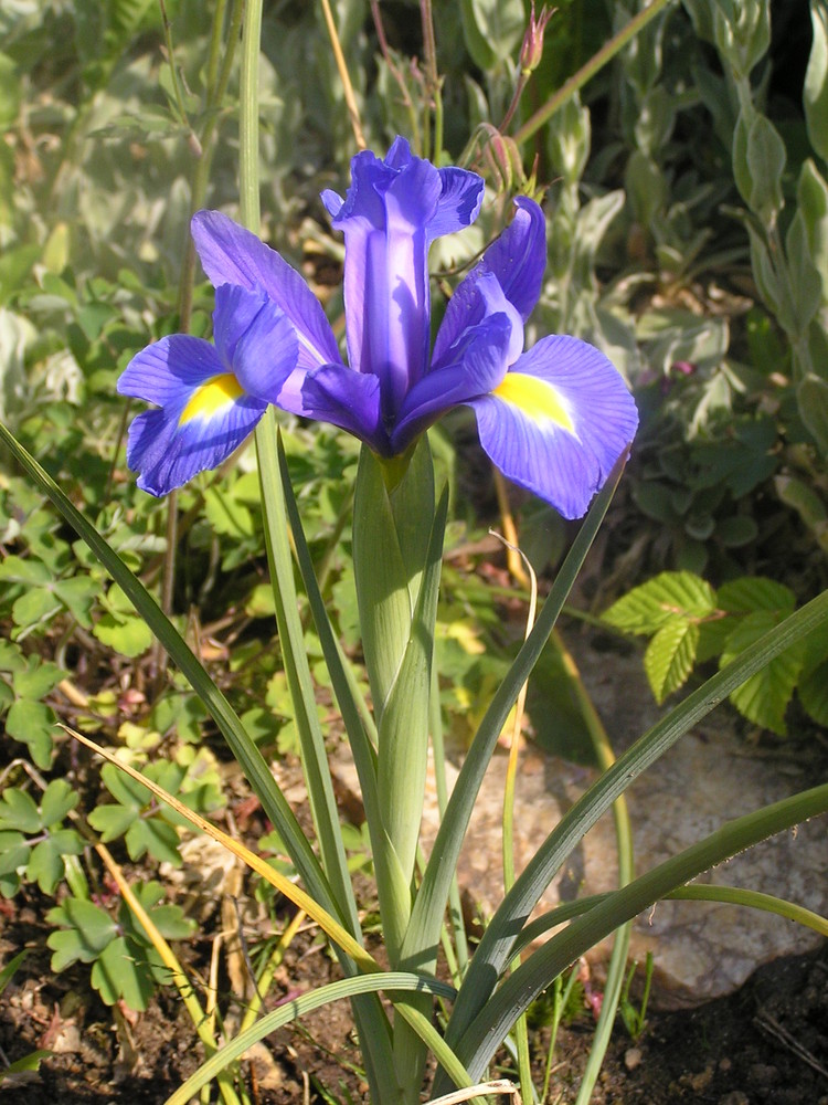 Blühende Schwertlilie (Iris spec., Züchtung)