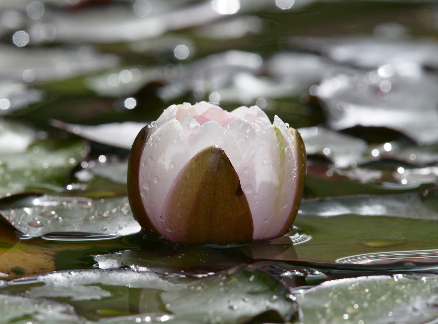 Blühende Seerose