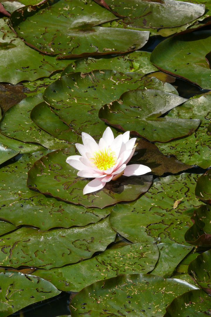 blühende Seerose