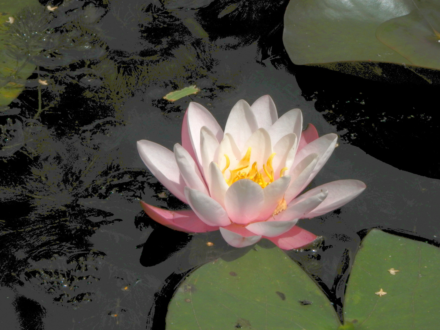 Blühende Seerosen im Teich des Sinnesparks Foto & Bild pflanzen