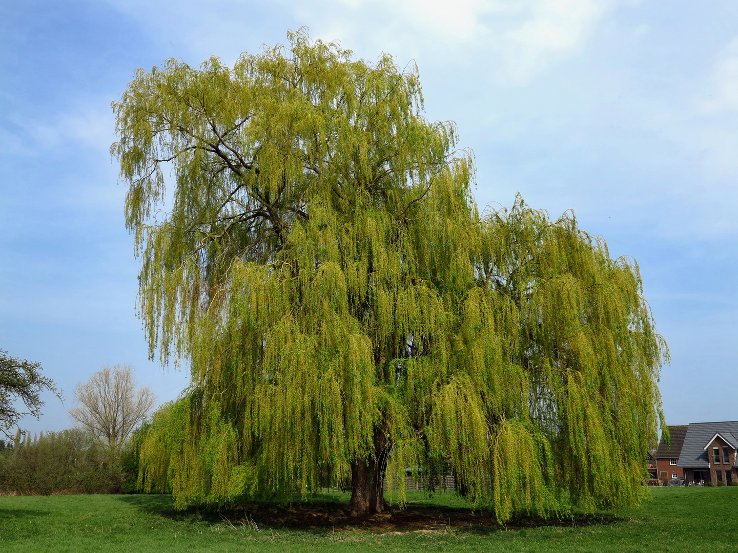 Blühende Silberweide im Lippetal