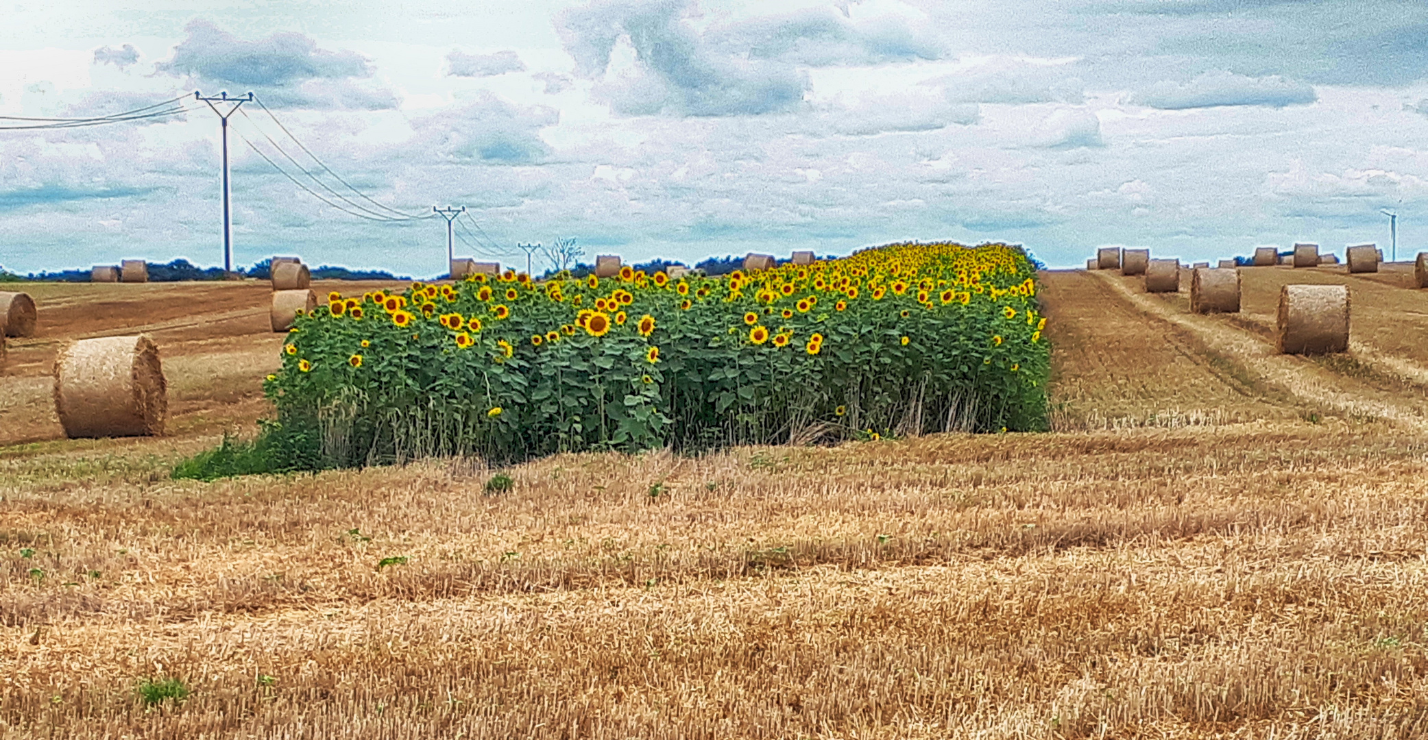 blühende Sonnenblumen auf abgeerntetem Feld