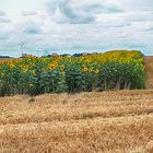 blühende Sonnenblumen auf abgeerntetem Feld