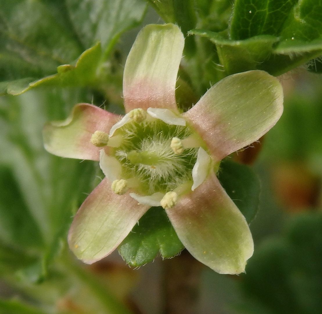 Blühende Stachelbeere