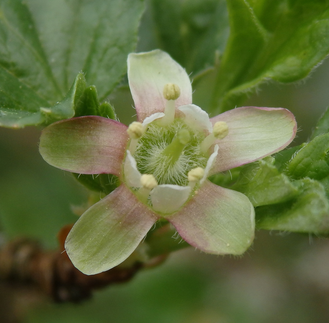 Blühende Stachelbeere