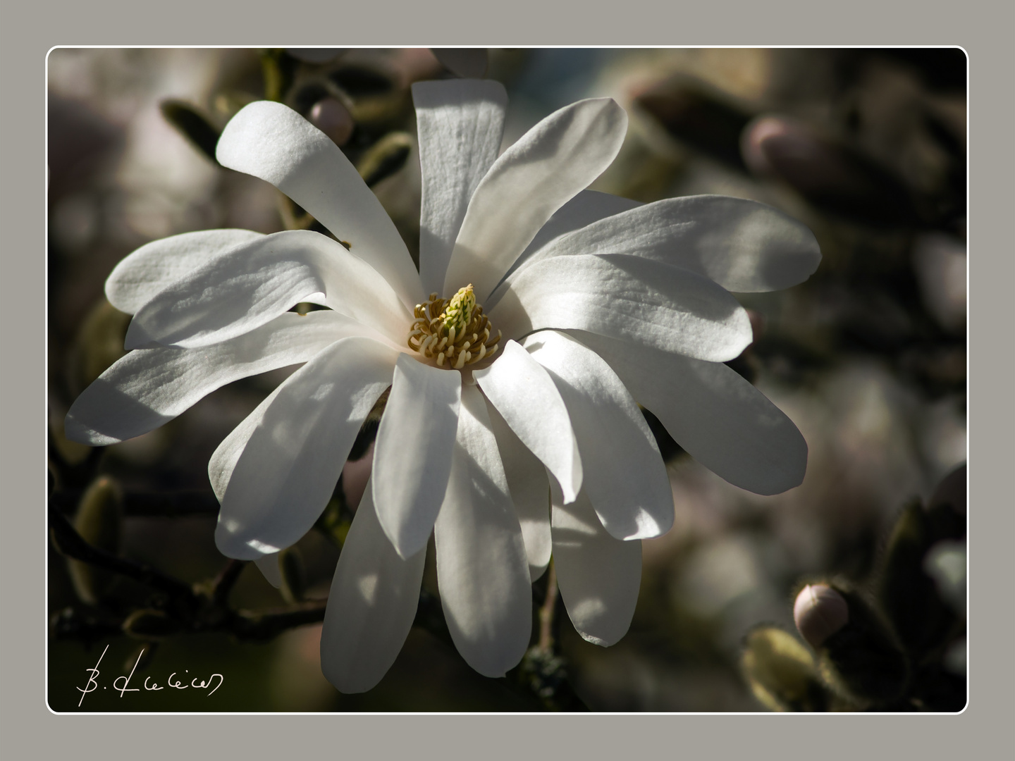 Blühende Sternmagnolie