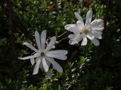 Blühende Sternmagnolie in Telgte