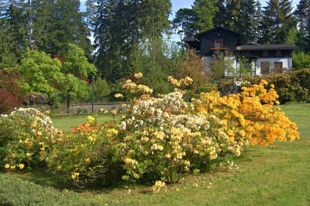 Blühende Sträucher