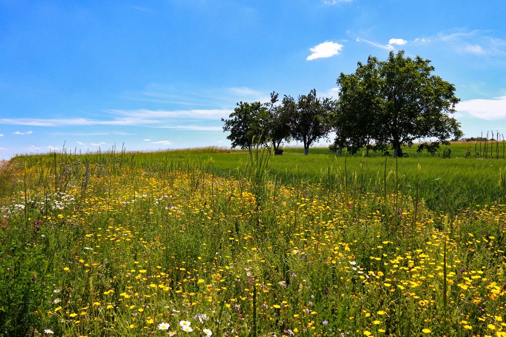 Blühende Streifen