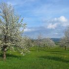 Blühende Streuobstwiese bei Schweinsbach