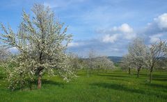 Blühende Streuobstwiese bei Schweinsbach