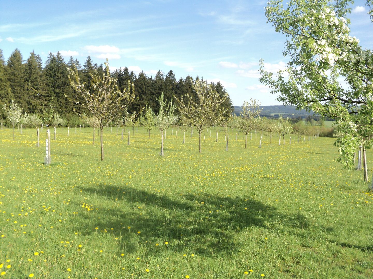 Blühende Streuobstwiese im Sonnenlicht