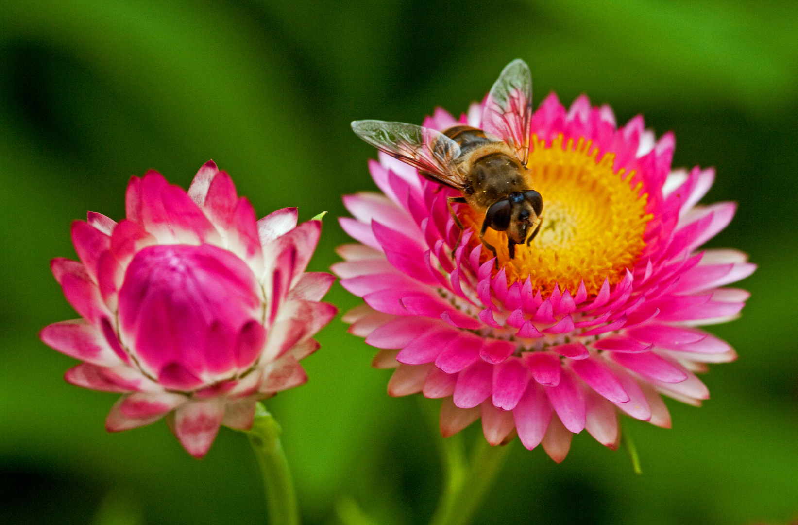 Blühende Strohblumen