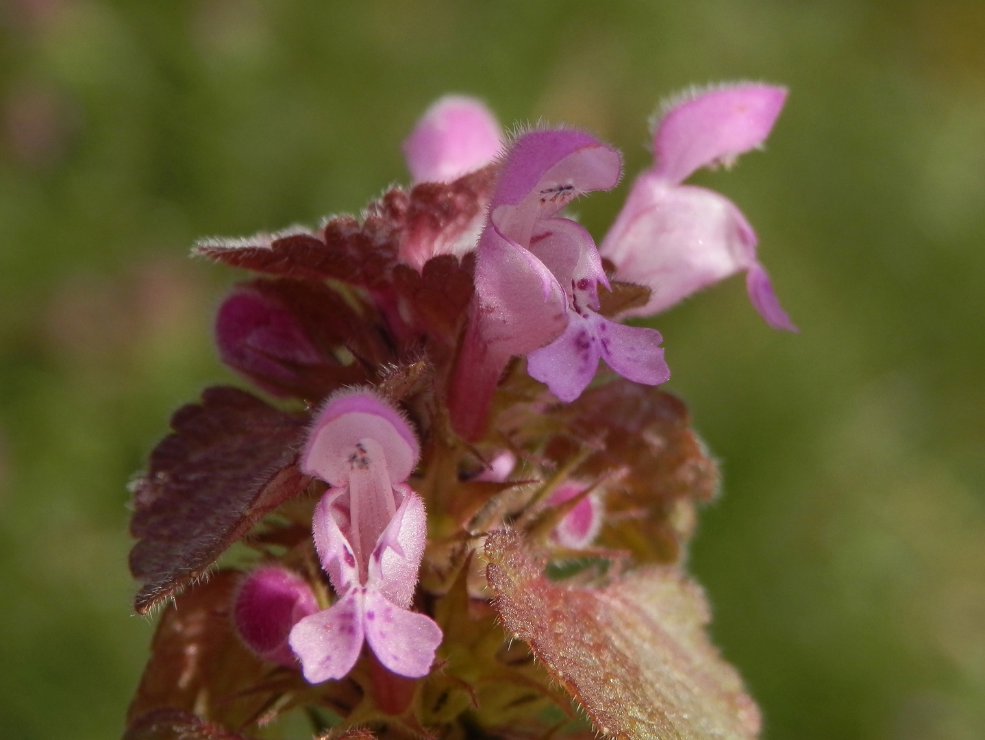 Blühende Taubnesseln im Garten