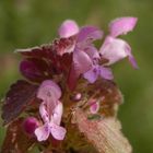 Blühende Taubnesseln im Garten