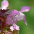 Blühende Taubnesseln im Garten